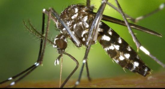 Dengue Control Programs in 61 MOH offices